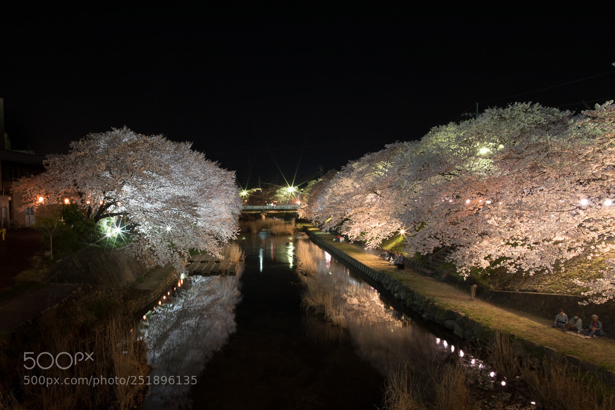 Canon EOS 5D Mark IV sample photo. Cherry tree photography