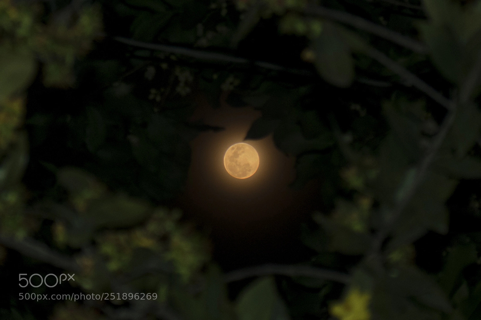 Canon EOS 200D (EOS Rebel SL2 / EOS Kiss X9) sample photo. Blue moon photography