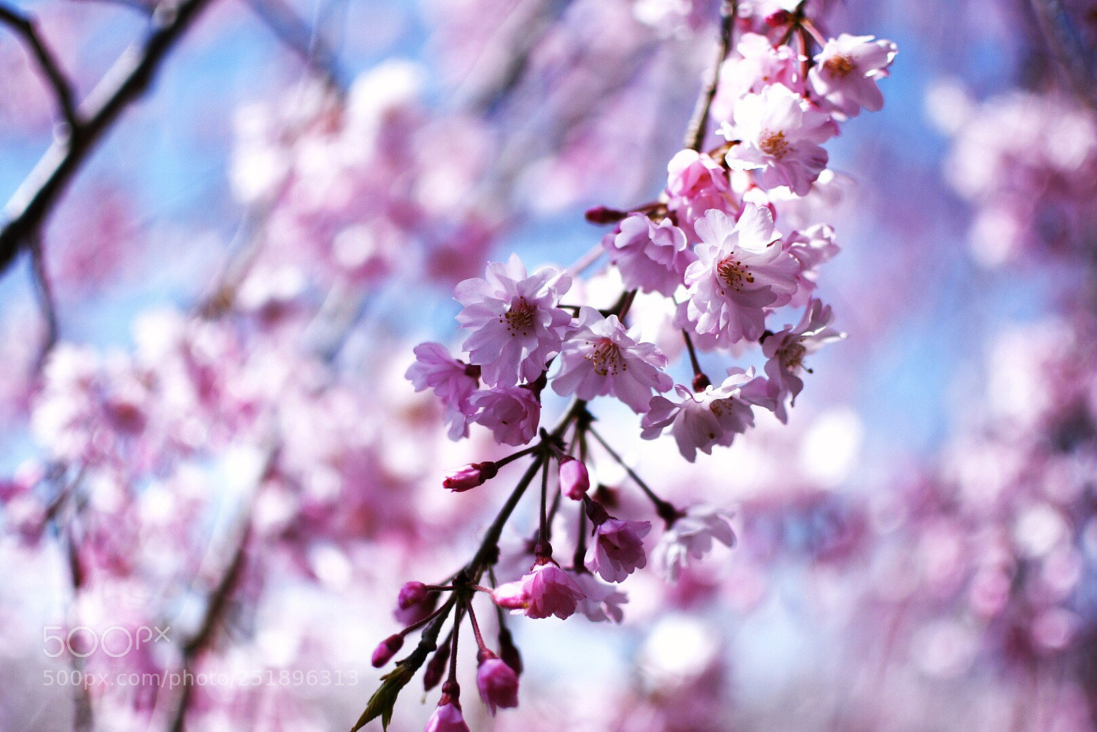 Nikon D7500 sample photo. Flowers are blooming proudly. photography