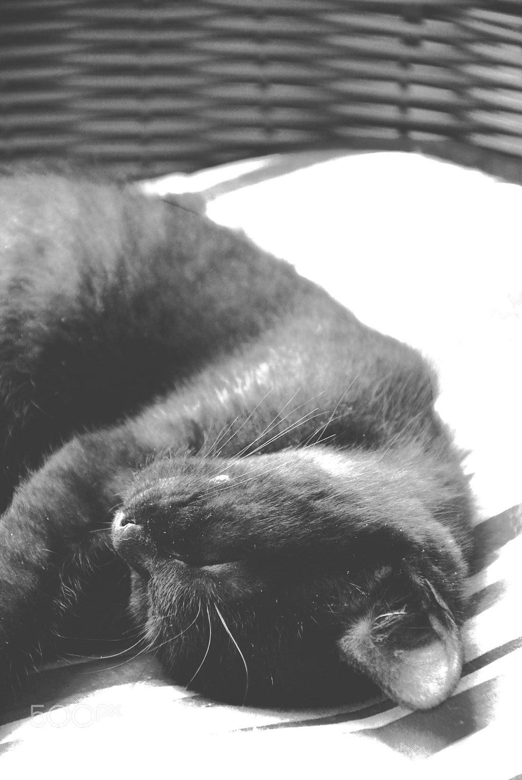Nikon D5200 sample photo. Kitty photography