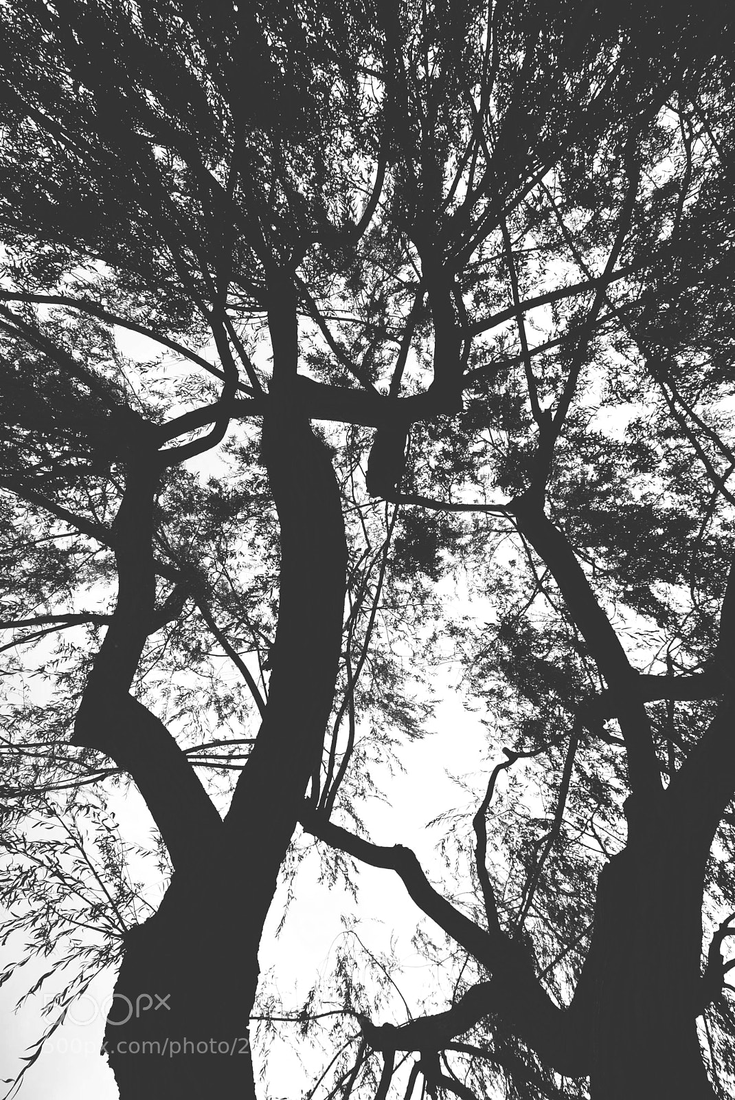 Nikon D5200 sample photo. Trees photography