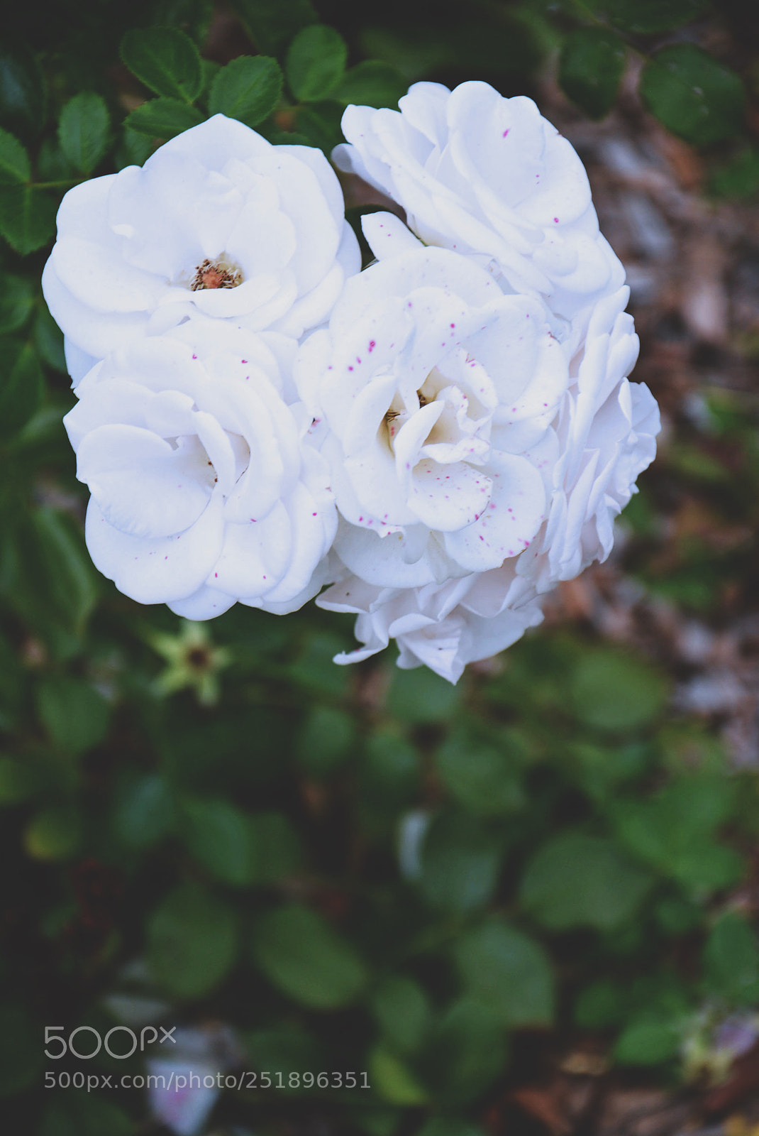 Nikon D5200 sample photo. Flowers photography