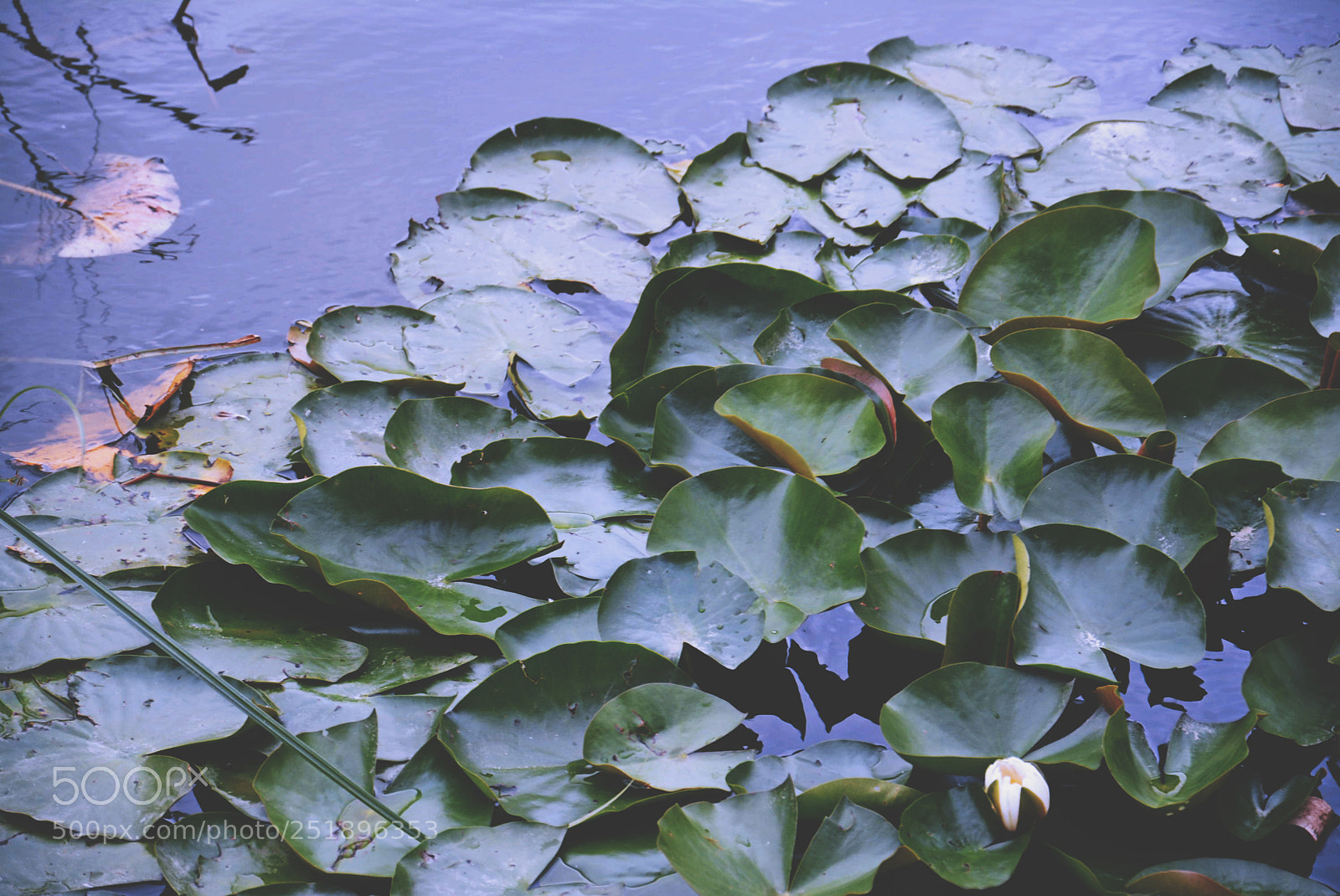 Nikon D5200 sample photo. Nature photography