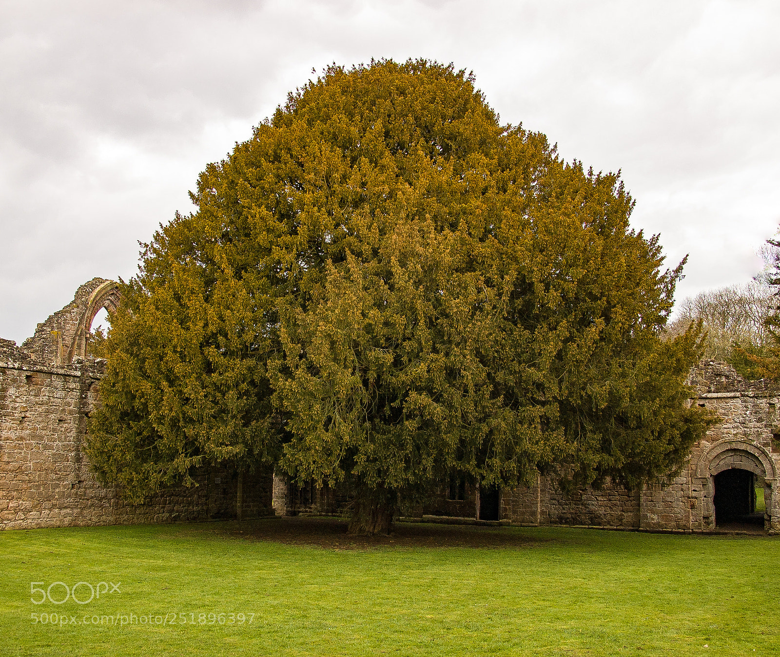 Nikon D40 sample photo. Old tree at lilleshall photography