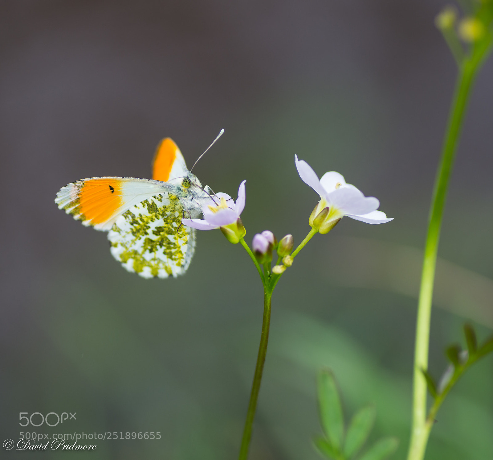 Nikon D7200 sample photo. Butterfly photography