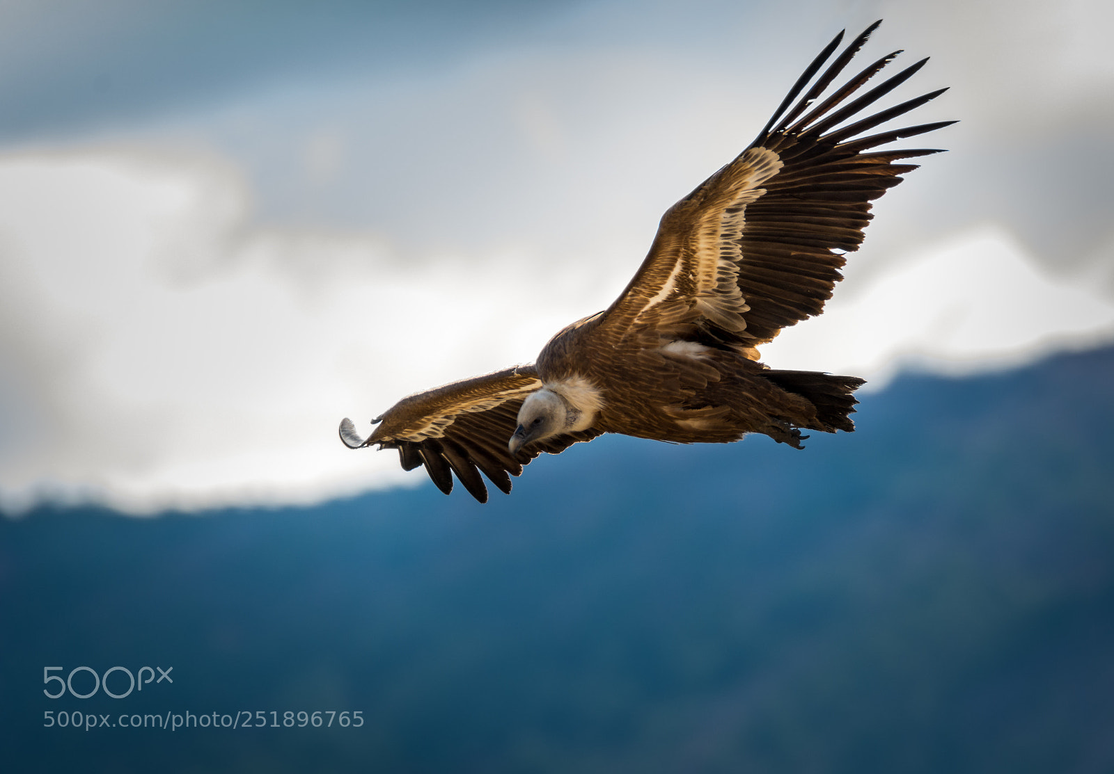 Nikon D7100 sample photo. Vautour fauve, rocher du photography