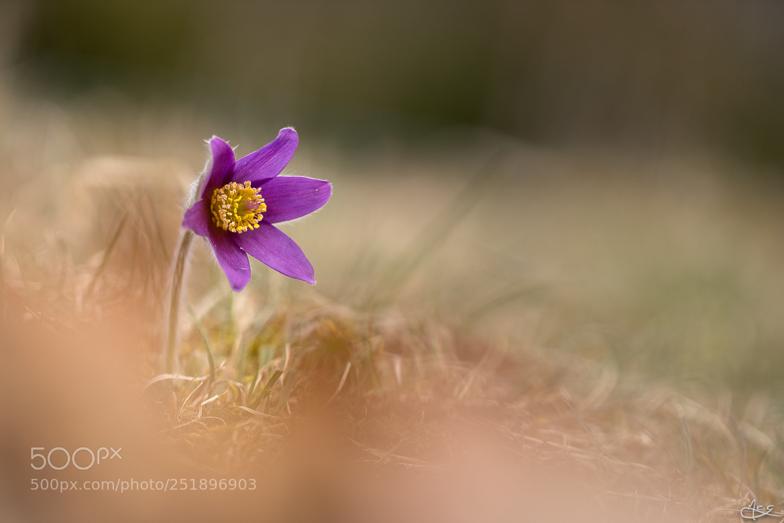 Canon EOS 6D Mark II sample photo. Pulsatille de sortie photography