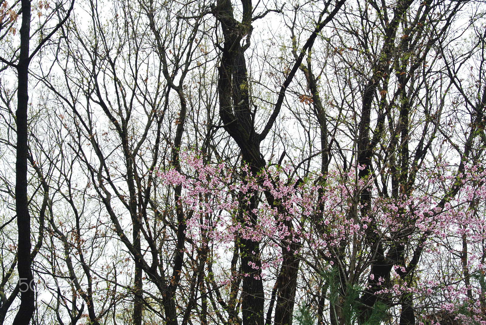 Nikon 1 J1 sample photo. The sound of spring.1 photography