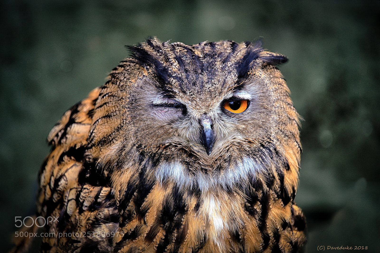 Sony a7R II sample photo. Winking owl photography