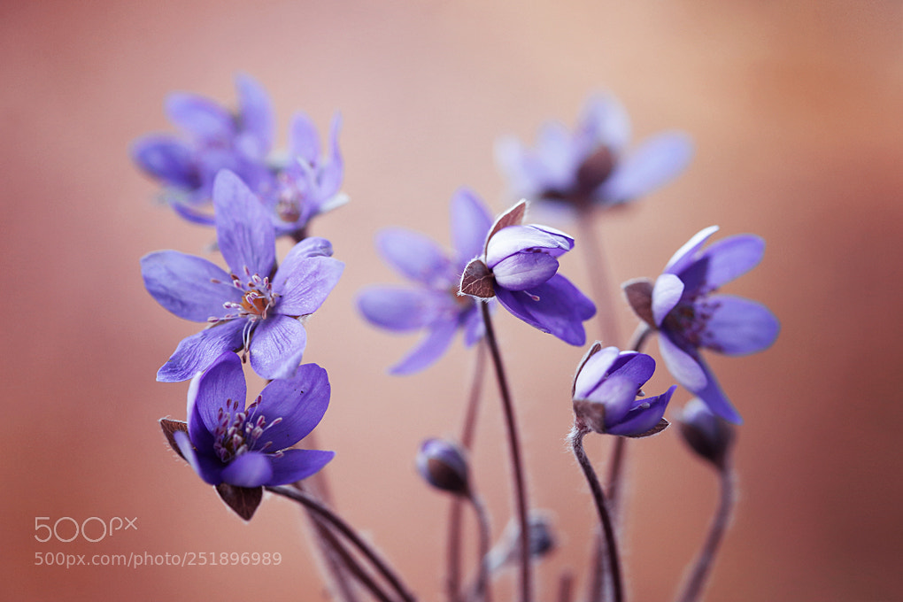 Canon EOS 5D Mark II sample photo. Hepatica nobilis photography