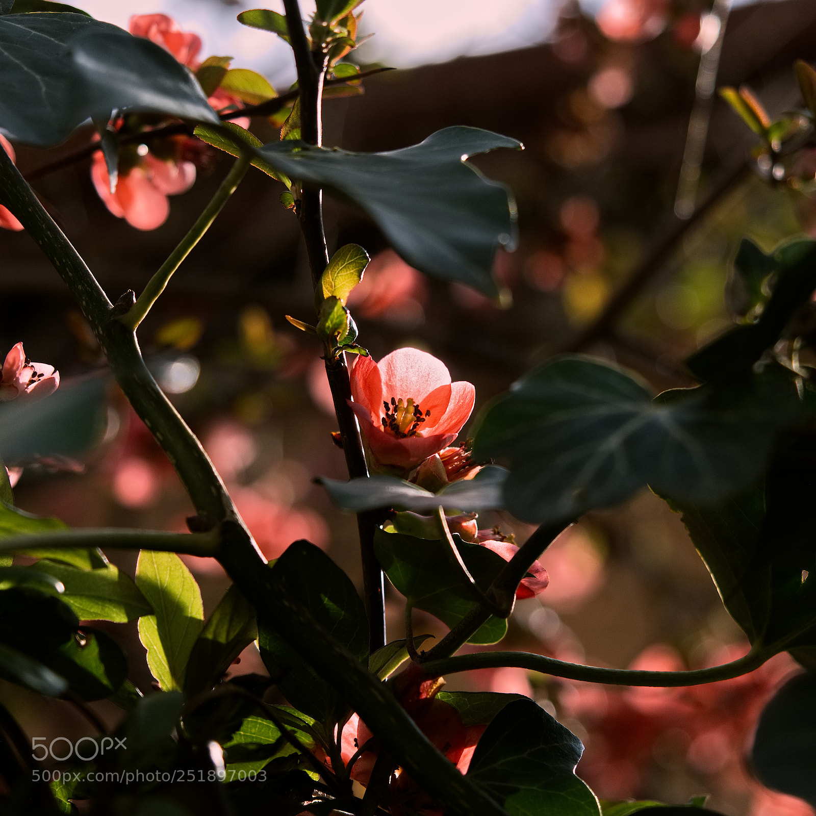 Panasonic Lumix DC-GH5 sample photo. *** photography