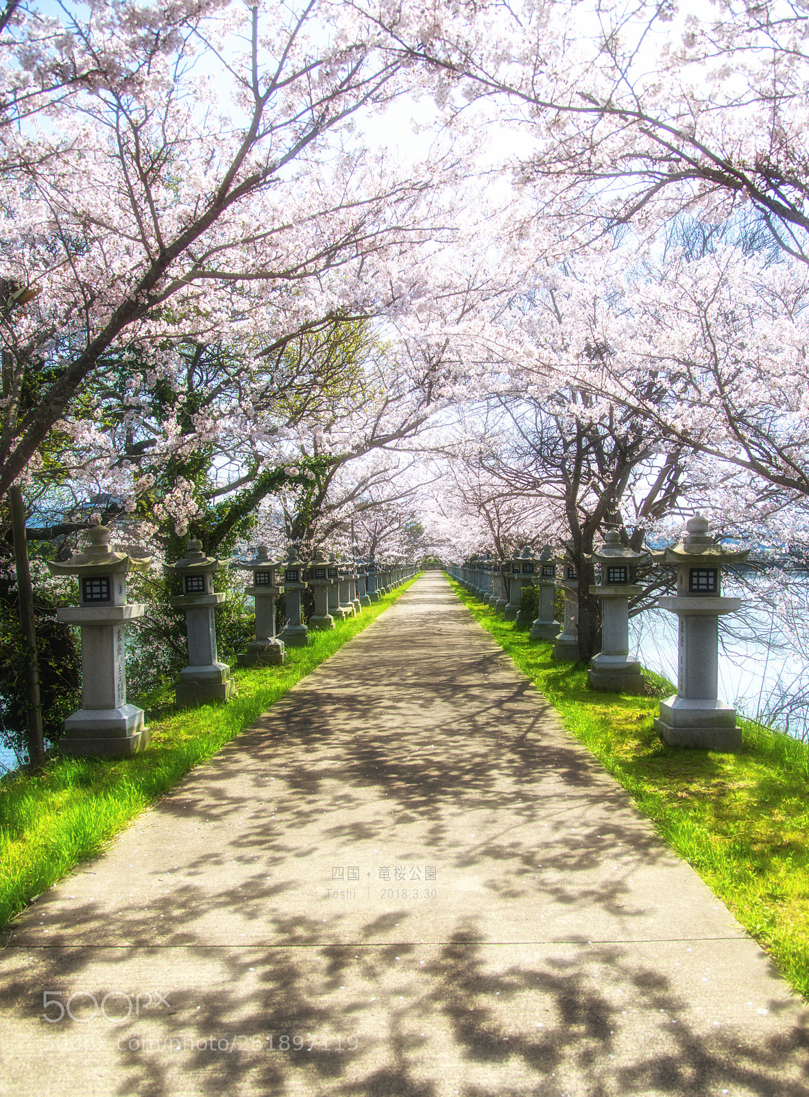 Nikon D800E sample photo. Sakura photography