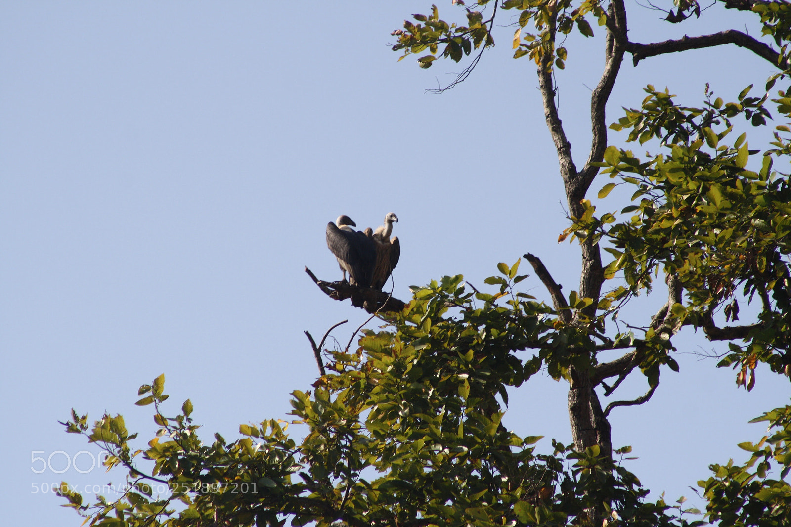Canon EOS 1000D (EOS Digital Rebel XS / EOS Kiss F) sample photo. Vulture  photography