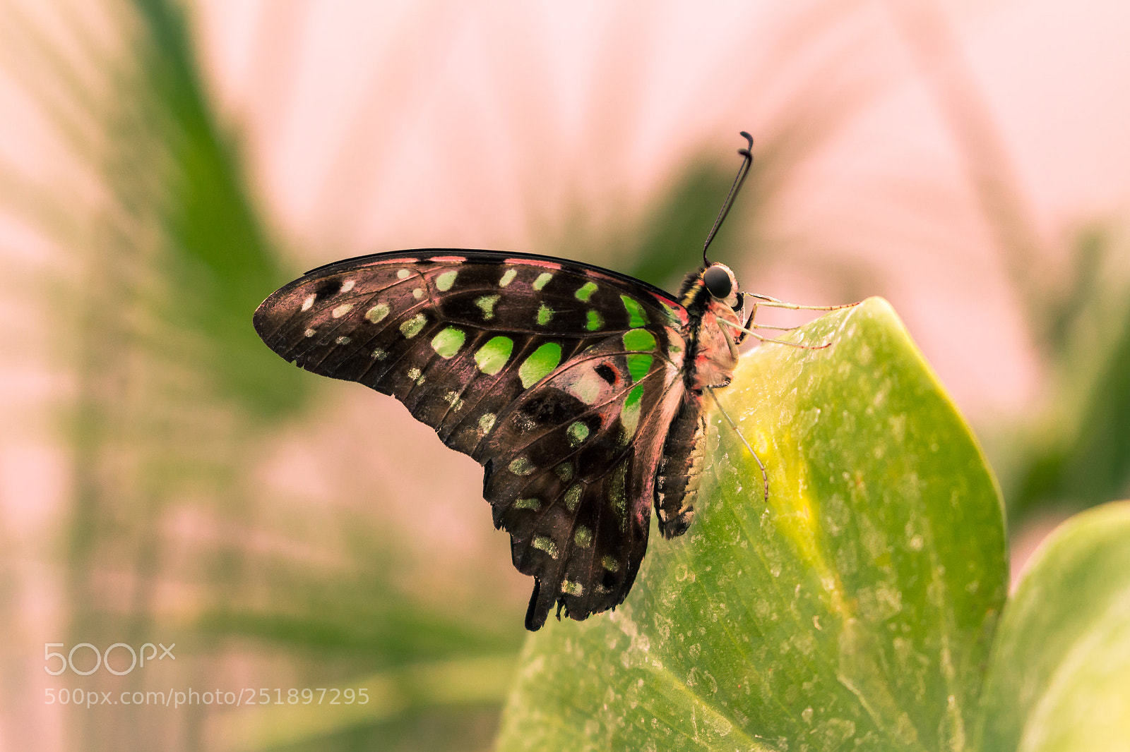 Canon EOS 700D (EOS Rebel T5i / EOS Kiss X7i) sample photo. Butterfly photography
