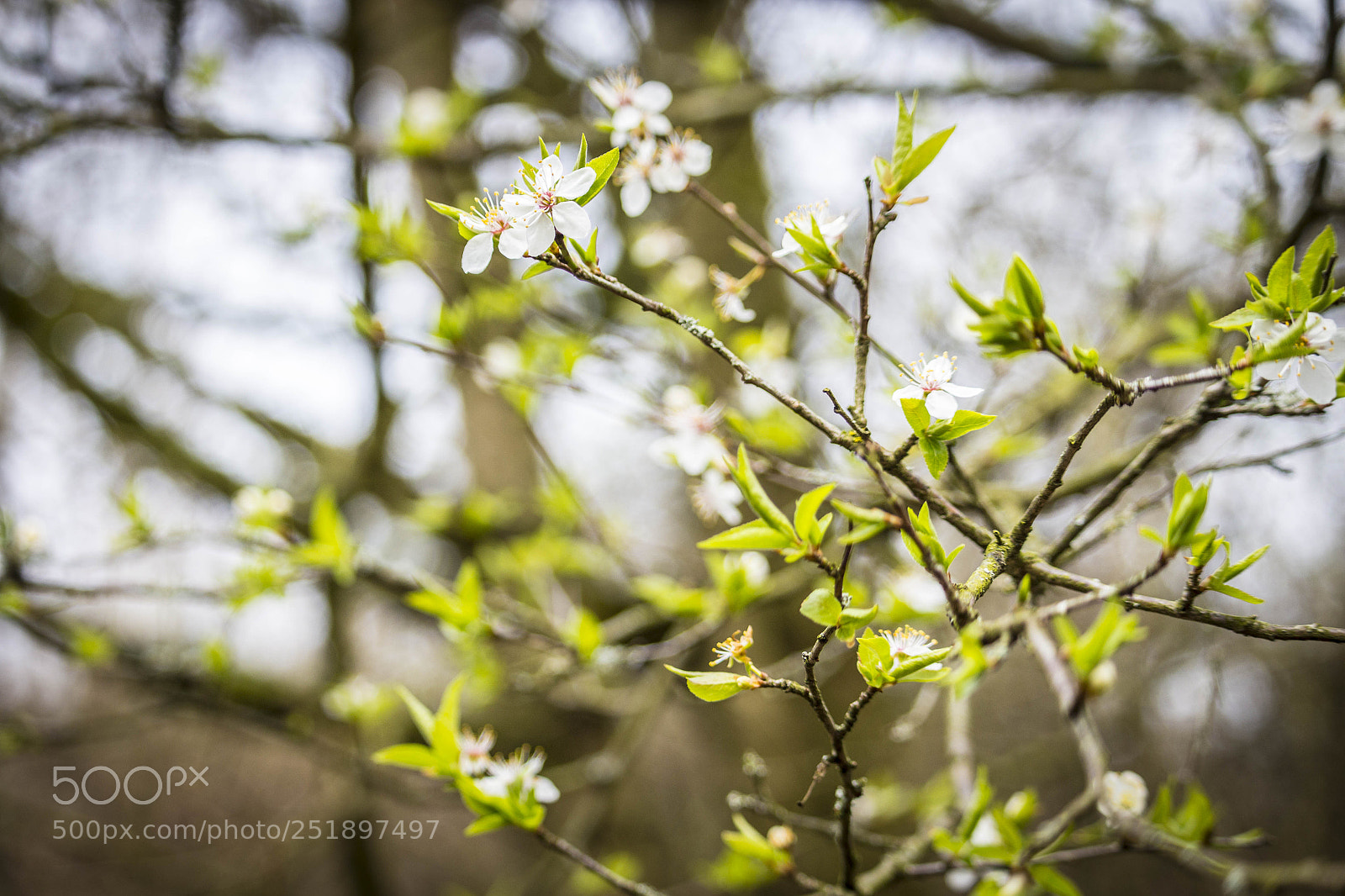 Canon EOS 700D (EOS Rebel T5i / EOS Kiss X7i) sample photo. Buds in spring photography
