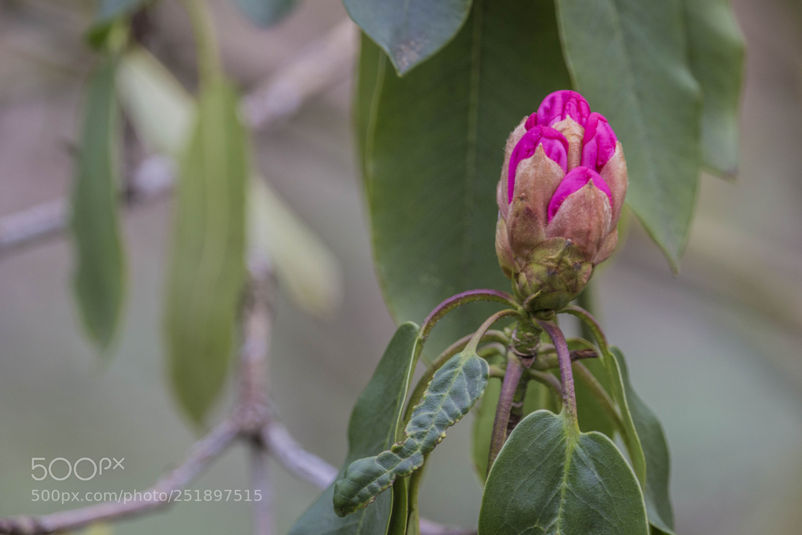 Canon EOS 700D (EOS Rebel T5i / EOS Kiss X7i) sample photo. Colourful bud photography