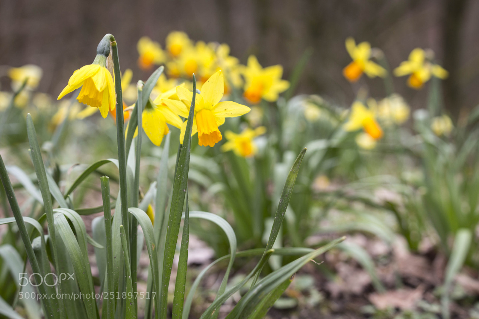 Canon EOS 700D (EOS Rebel T5i / EOS Kiss X7i) sample photo. Daffodils photography