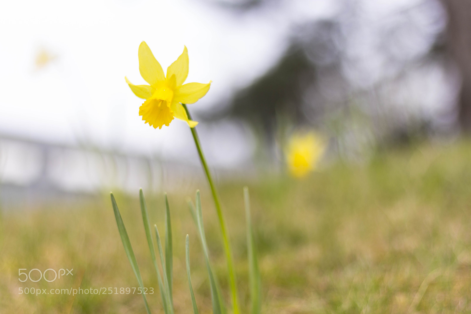 Canon EOS 700D (EOS Rebel T5i / EOS Kiss X7i) sample photo. Daffodils photography