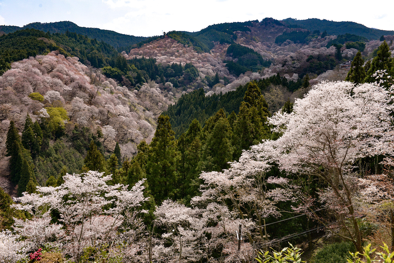 Nikon D800 sample photo. Sakura forest nara yoshino photography