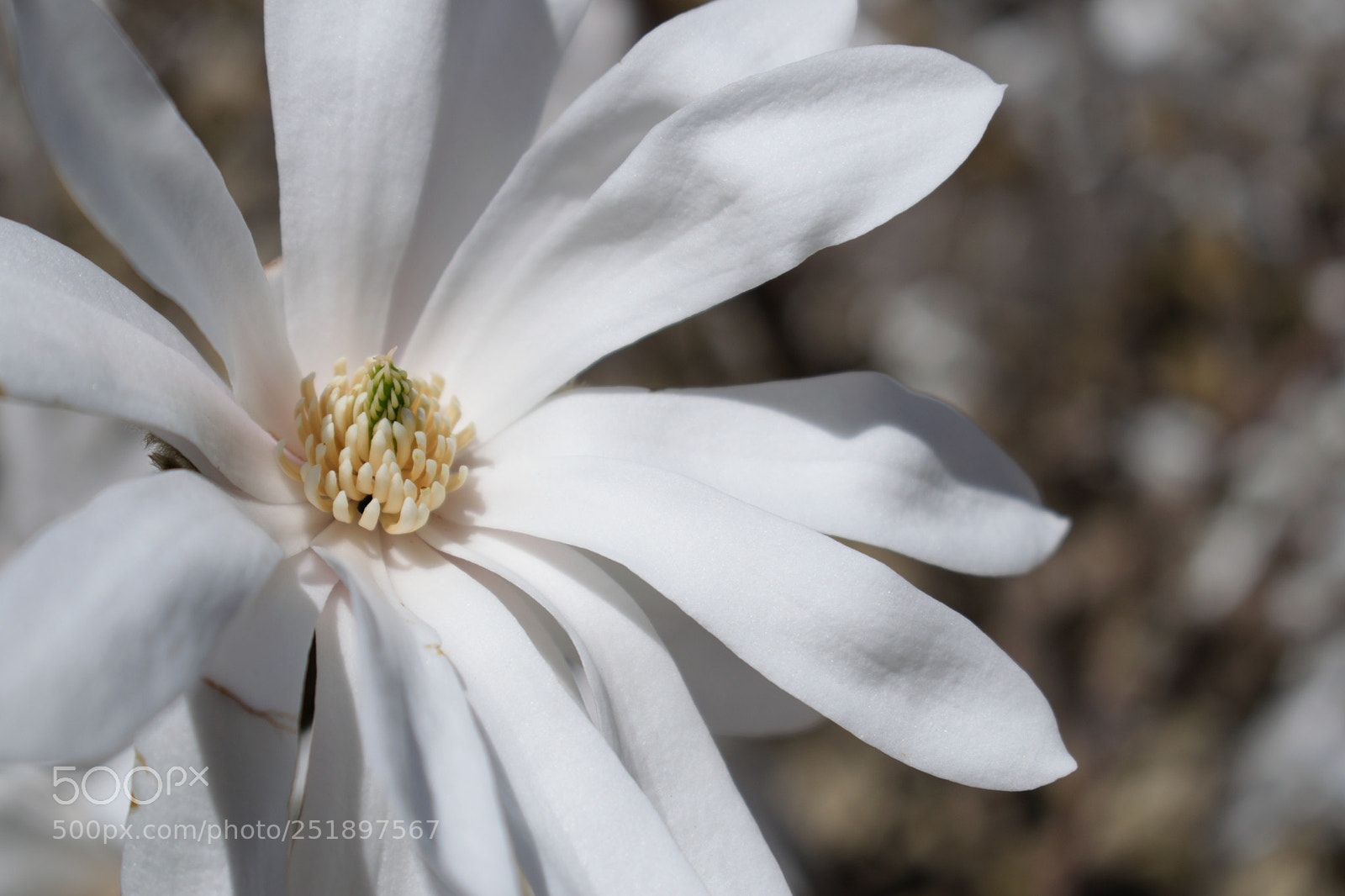 Nikon D5300 sample photo. Wild flower photography