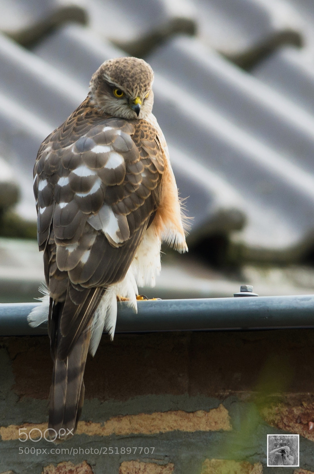 Nikon D7000 sample photo. Greifv gel byrds of photography
