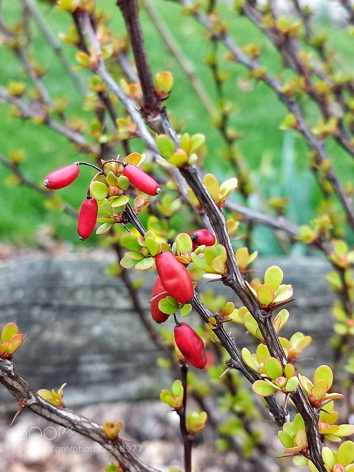 Motorola Moto Z (2) Play sample photo. Japanese barberry photography