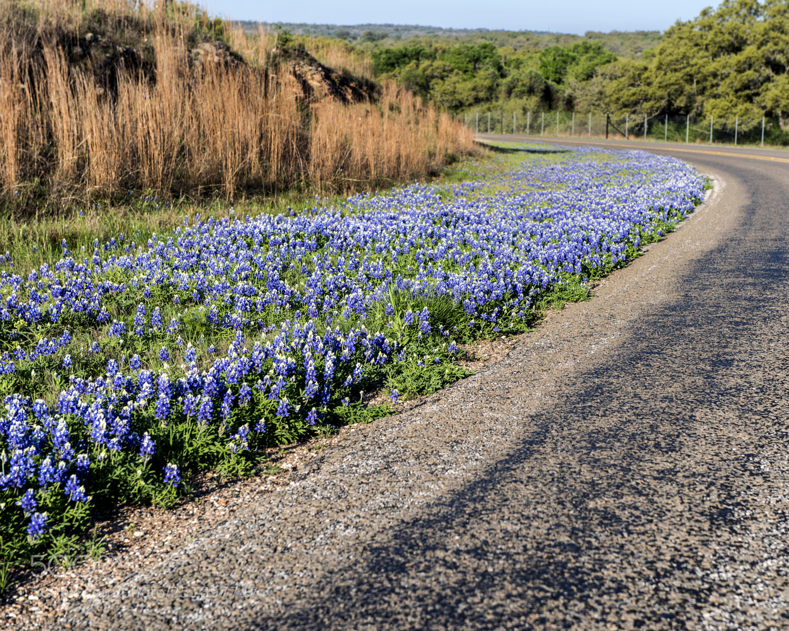 Nikon D800 sample photo. Bluebonnet curve photography