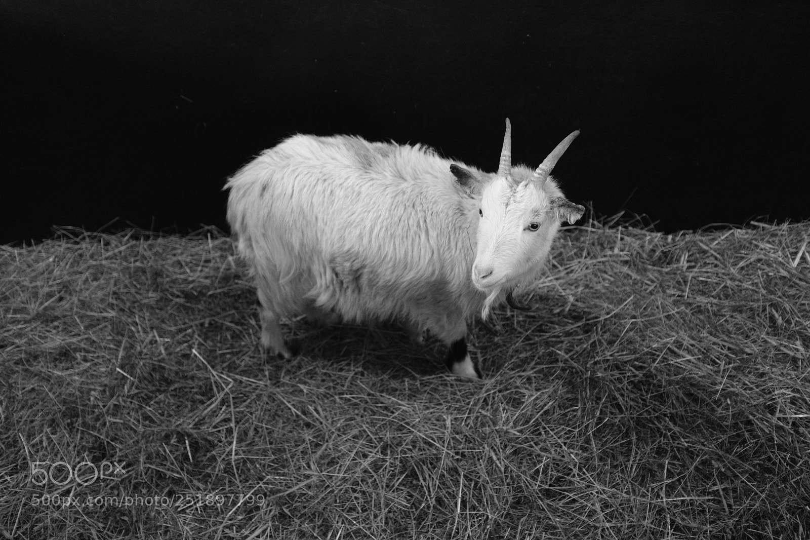 Fujifilm X100F sample photo. Goatie-pie photography