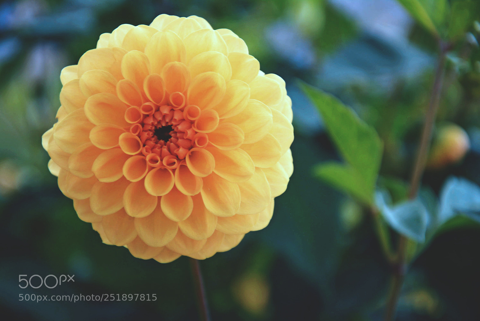 Nikon D5200 sample photo. Flower photography