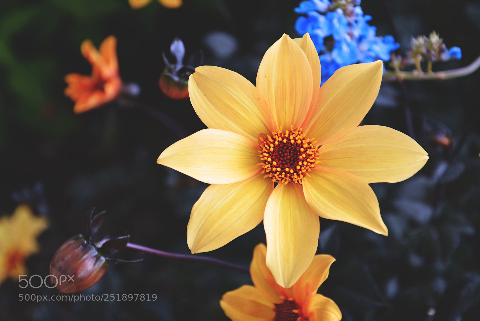 Nikon D5200 sample photo. Flower photography