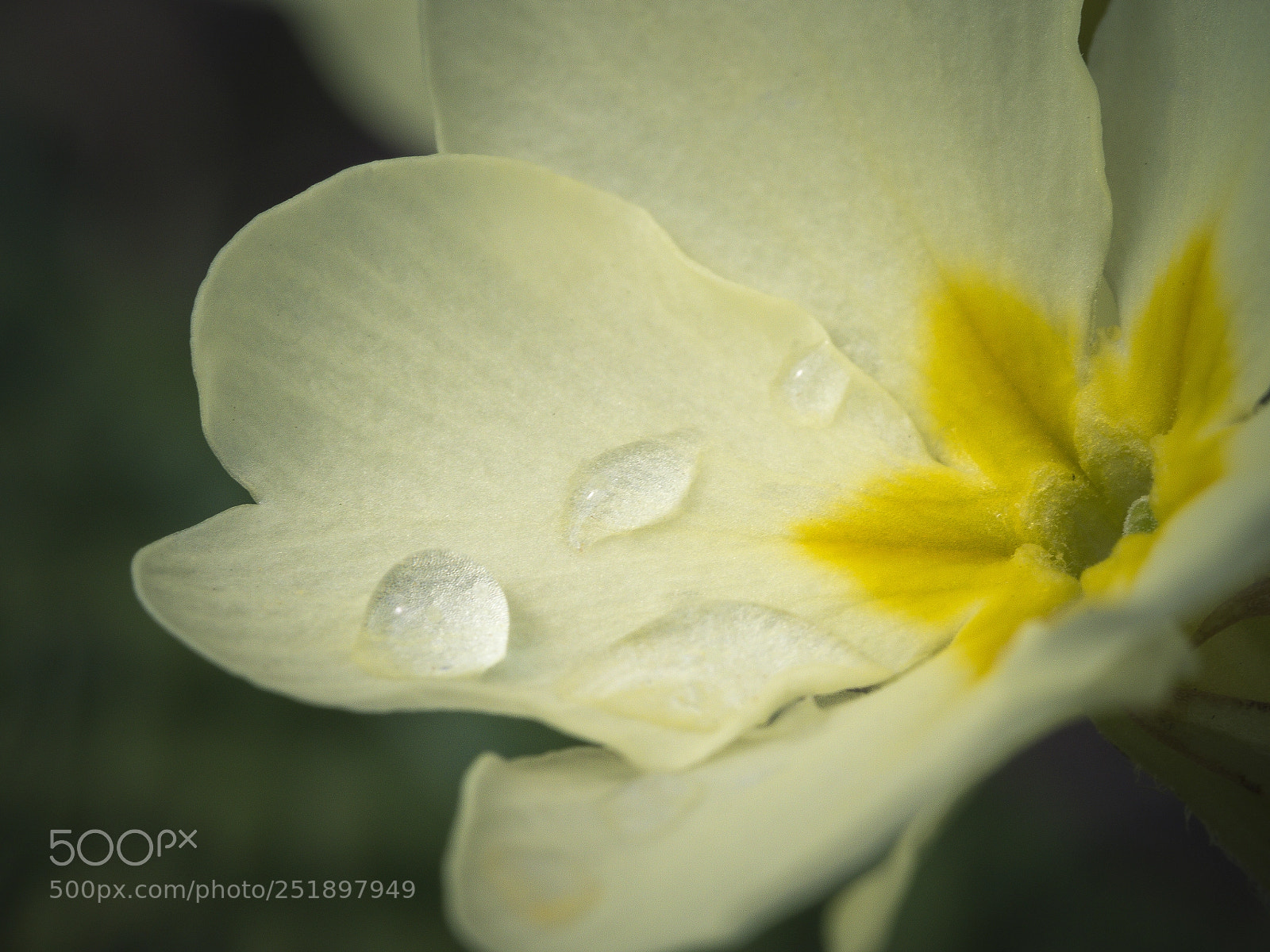 Olympus OM-D E-M1 Mark II sample photo. Primrose after the rain photography
