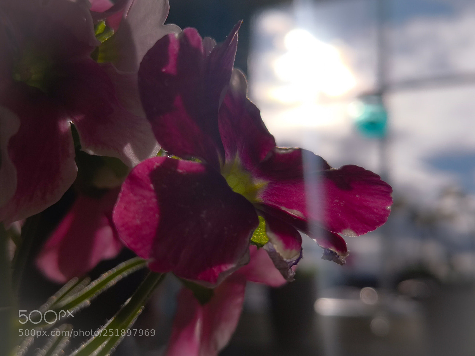 HUAWEI Mate 10 Pro sample photo. Flower in the window photography