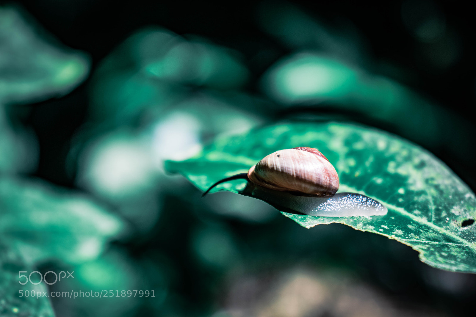 Nikon D5300 sample photo. The patient snail photography