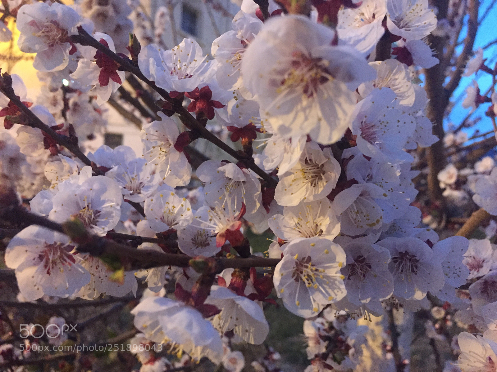 Apple iPhone 6 sample photo. Nature photography