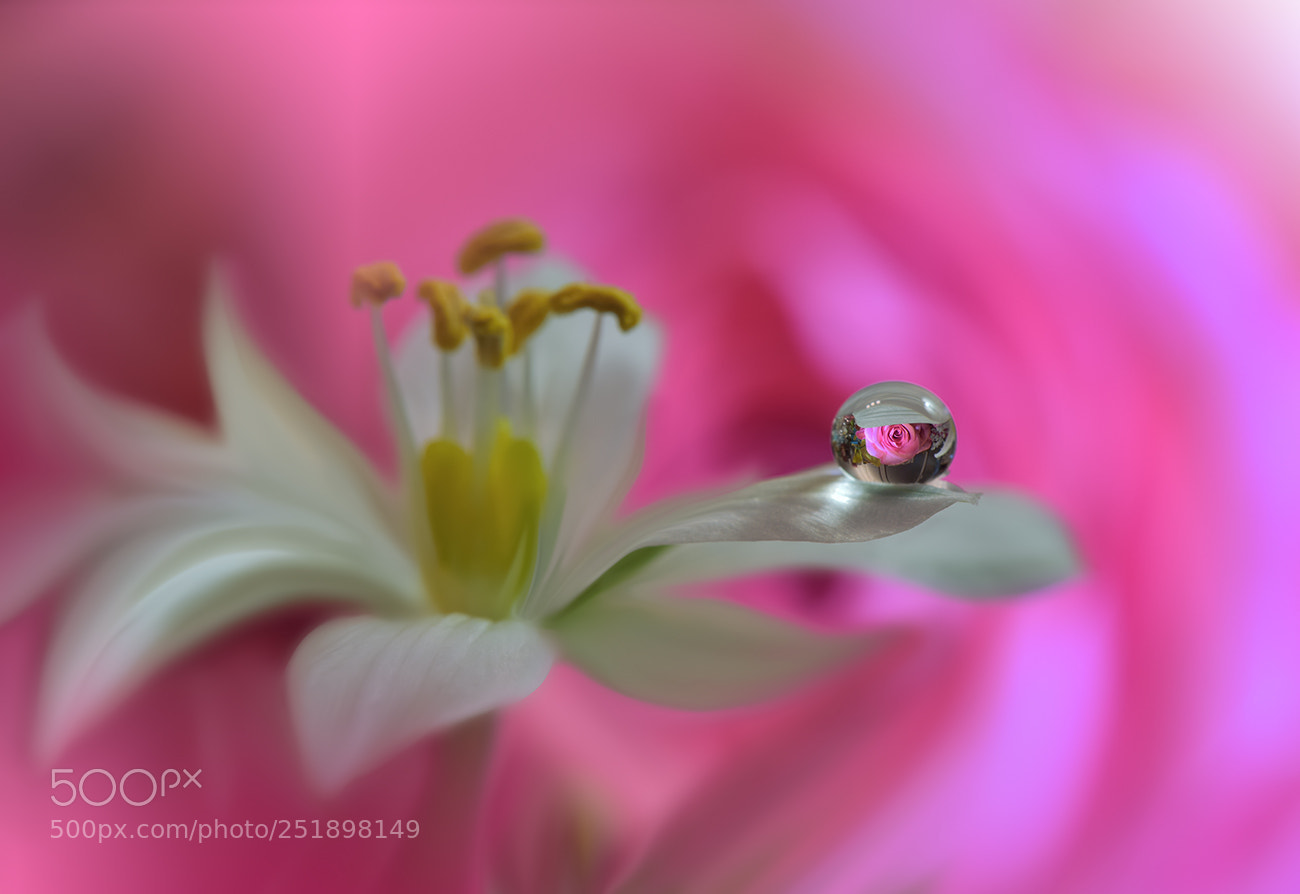 Nikon D810 sample photo. ~~~o~~~ photography