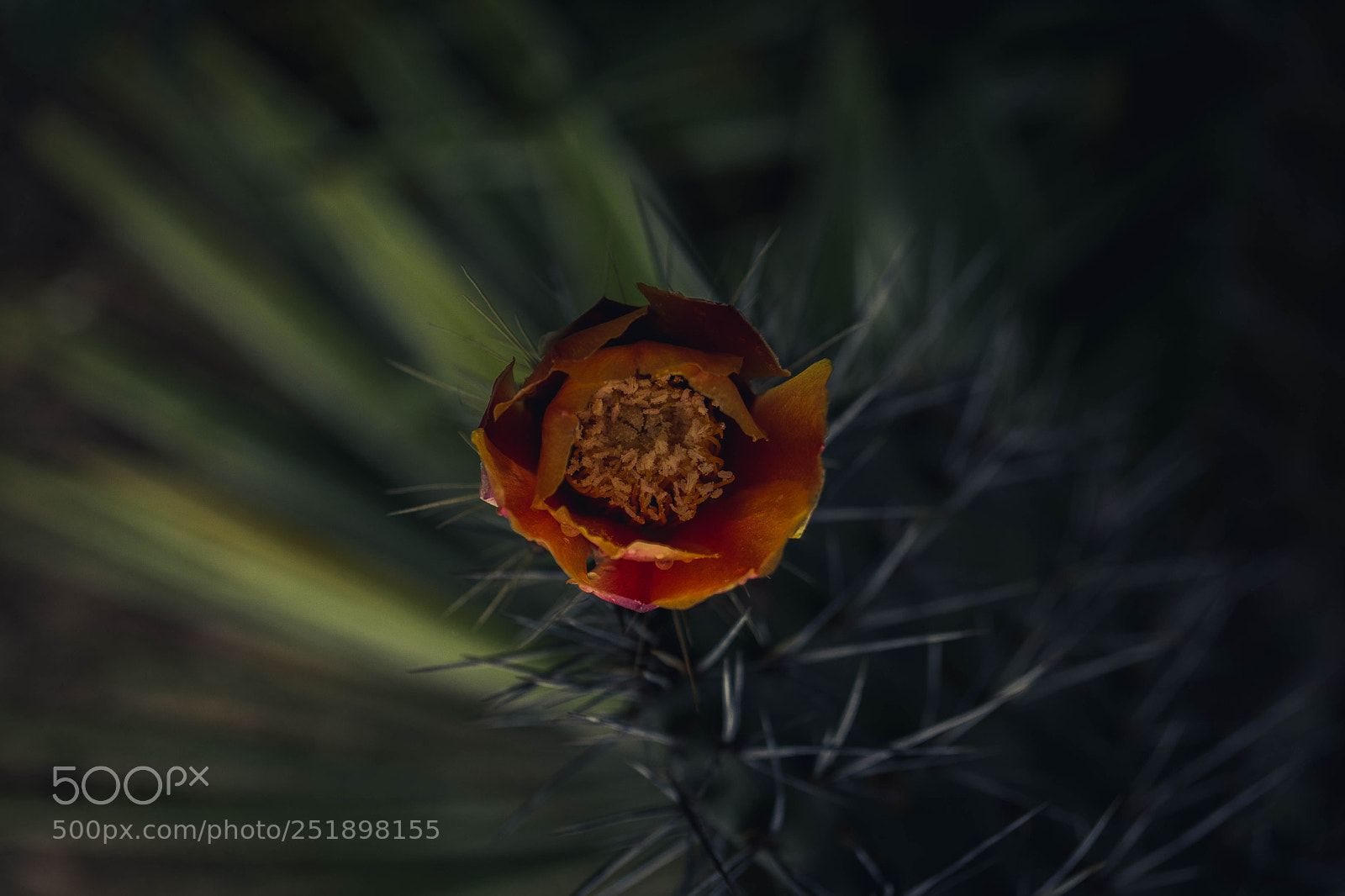 Nikon D5200 sample photo. Flor de sol photography