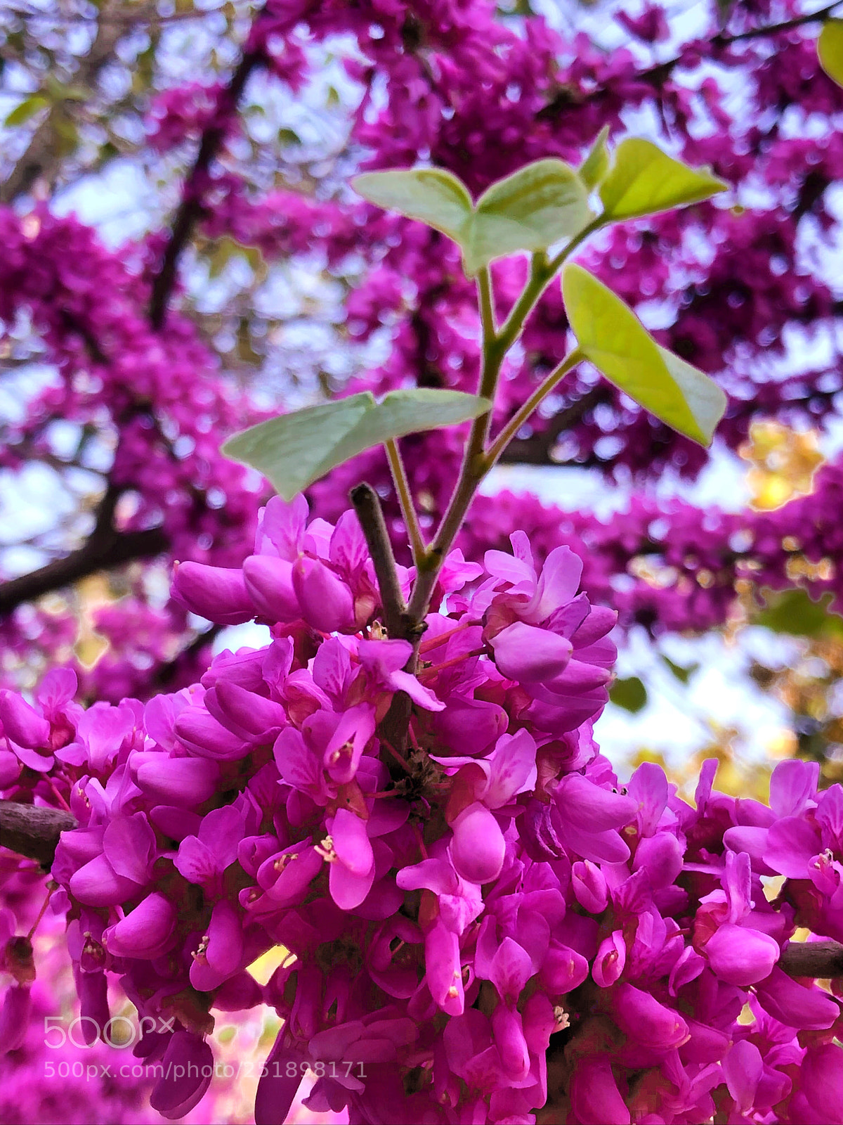 Apple iPhone X sample photo. Untitled photography