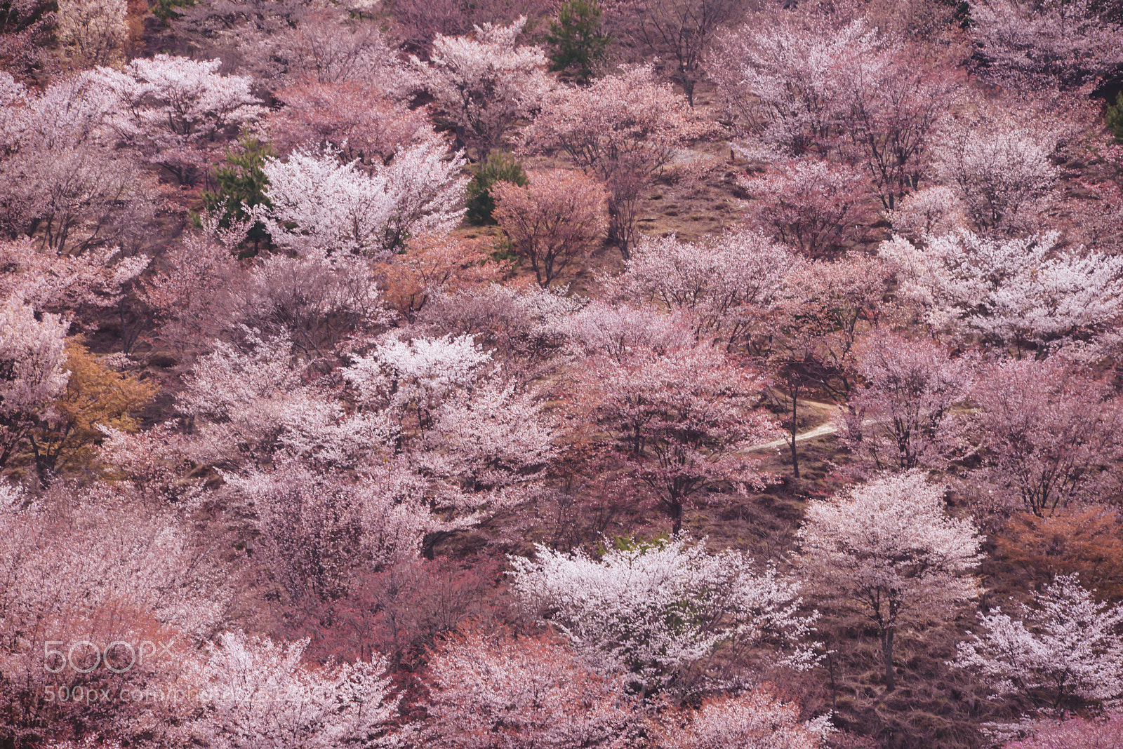 Nikon D800 sample photo. Sakura full valley nara photography