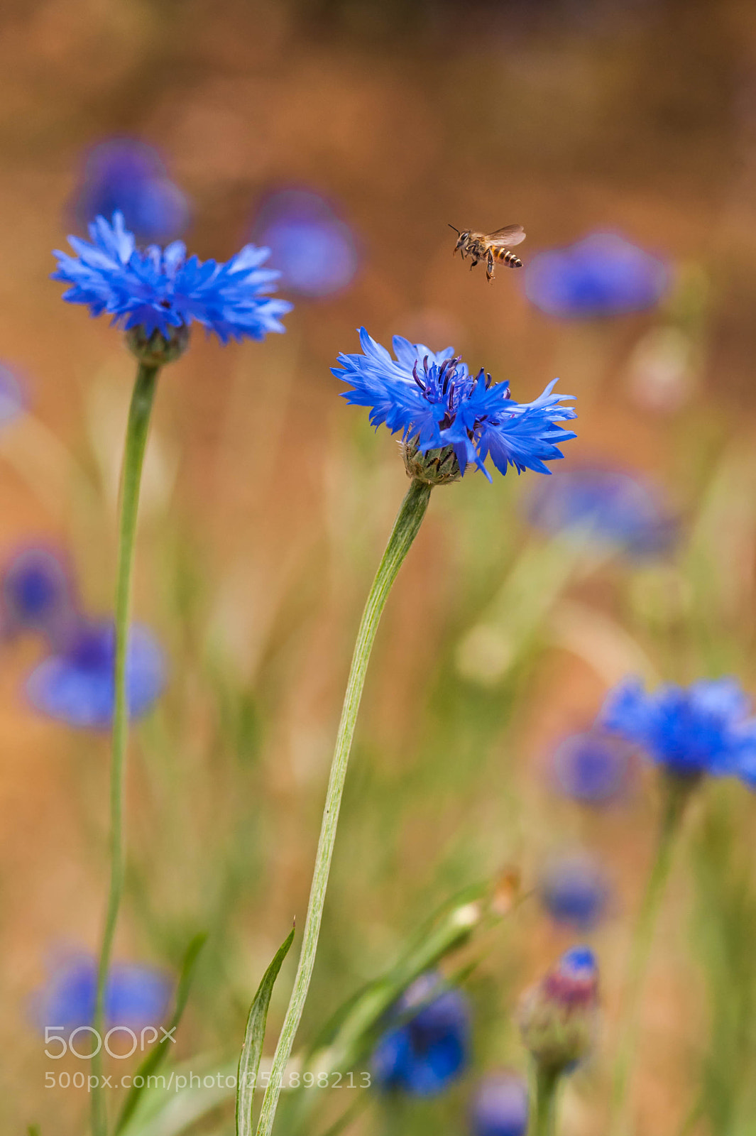 Nikon D700 sample photo. Springtime blues photography