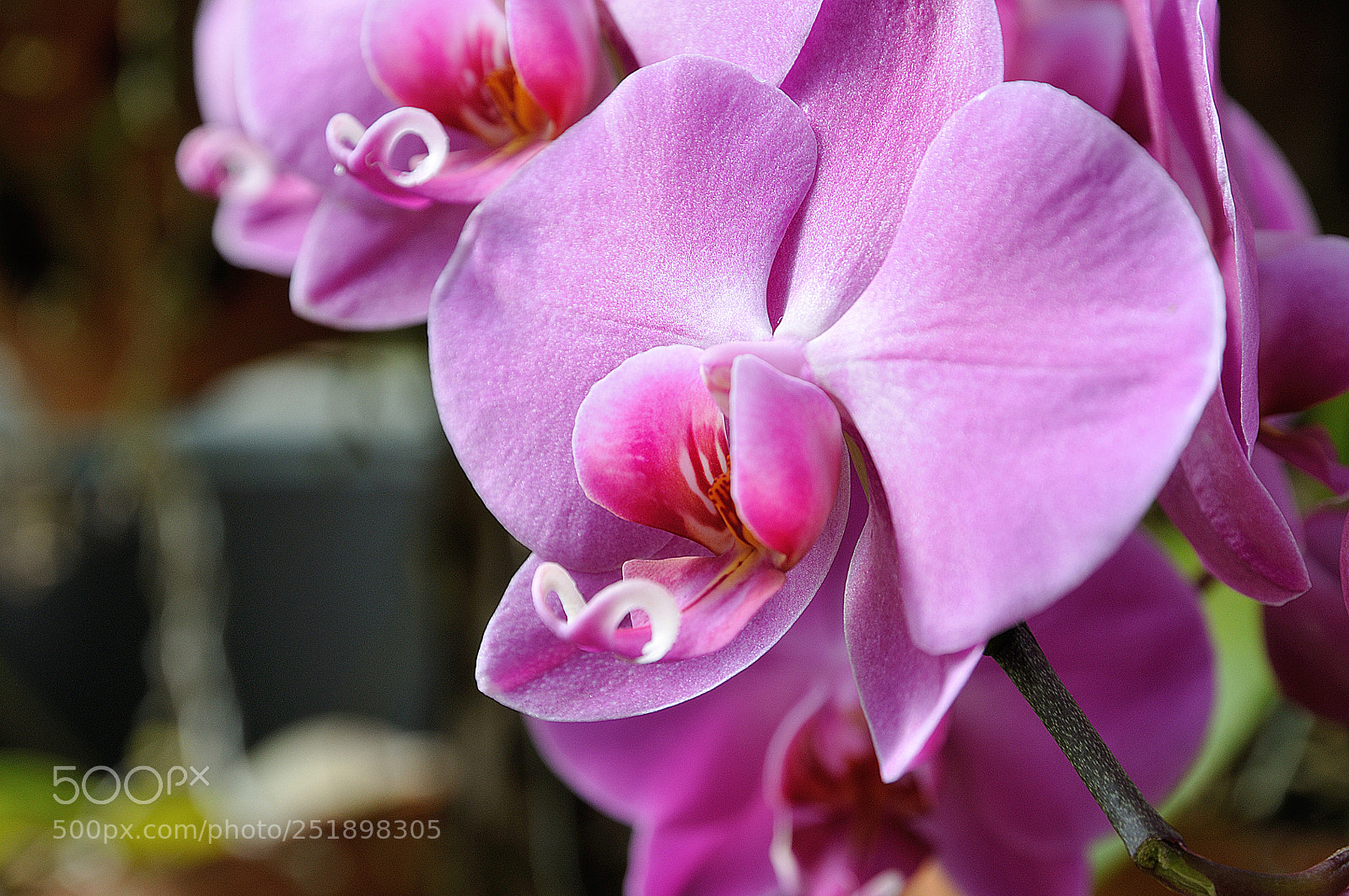 Nikon D300S sample photo. Orchid dsc photography