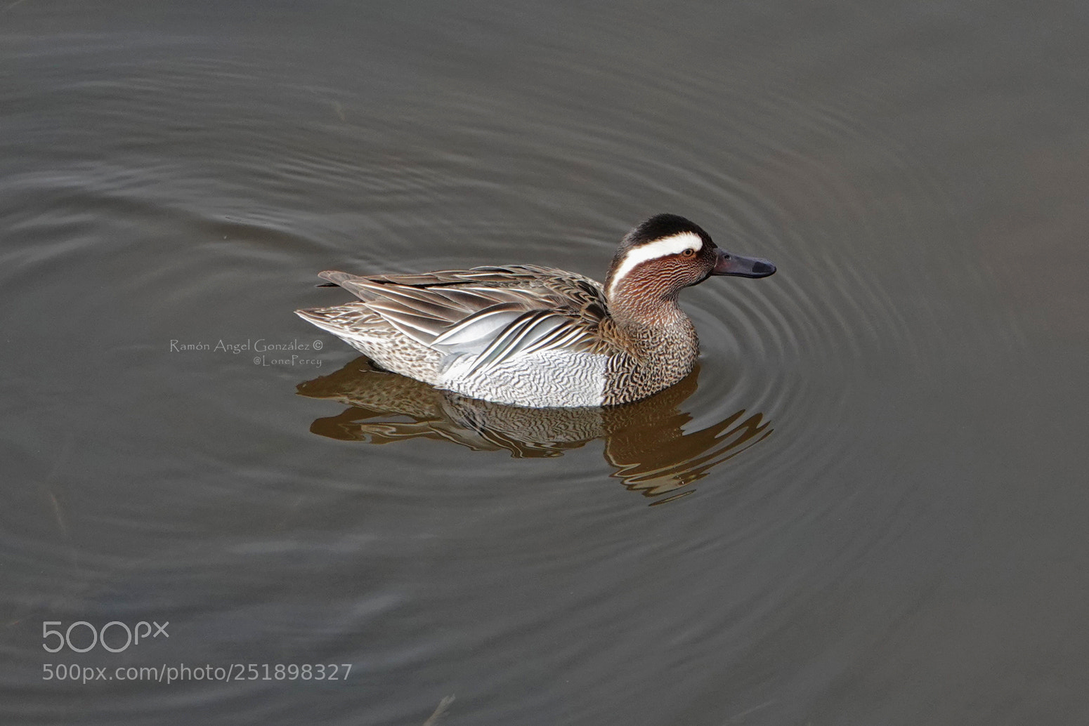 Sony Cyber-shot DSC-RX10 IV sample photo. Garganey male anas querquedula photography