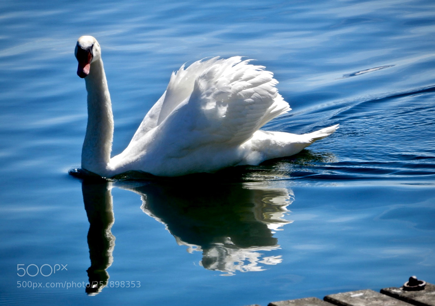 Nikon Coolpix A900 sample photo. Bird photography