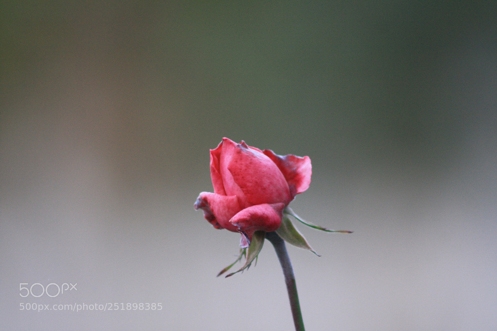Canon EOS 1000D (EOS Digital Rebel XS / EOS Kiss F) sample photo. Rose bud  photography