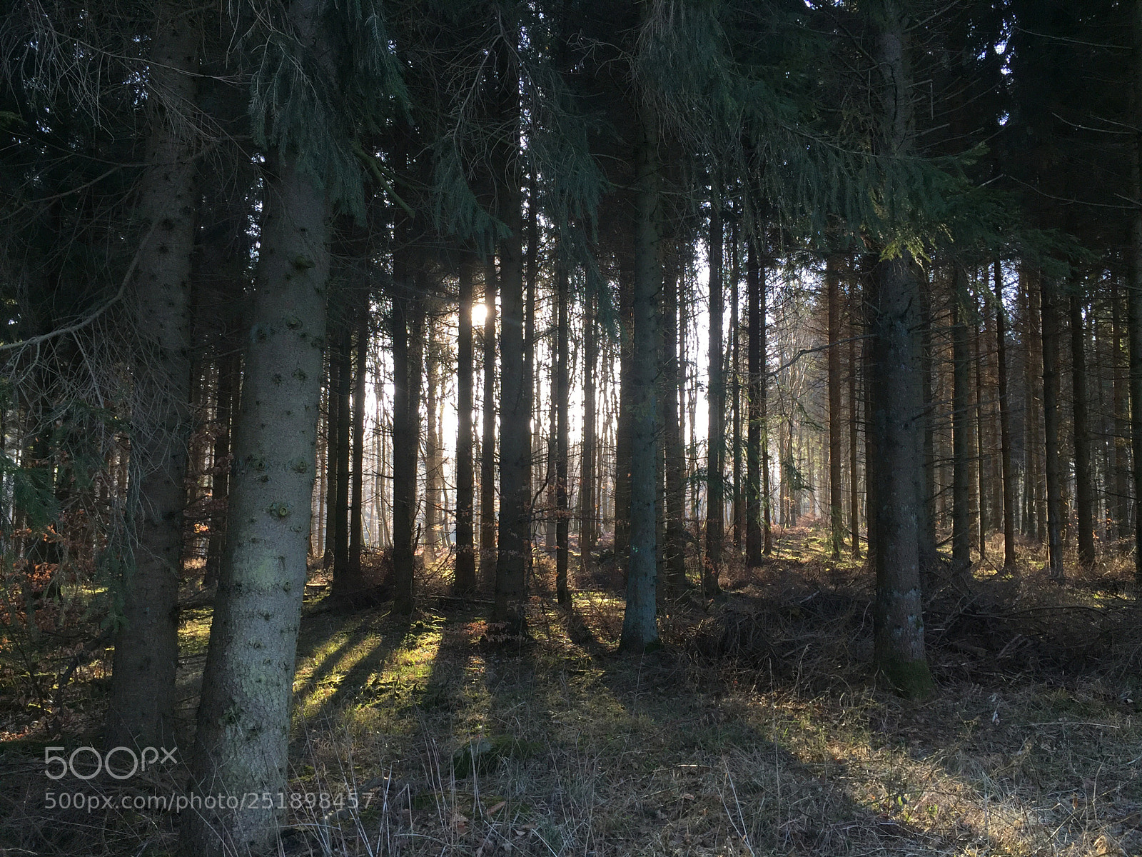 Apple iPhone 6 sample photo. Sunshine in the wood photography