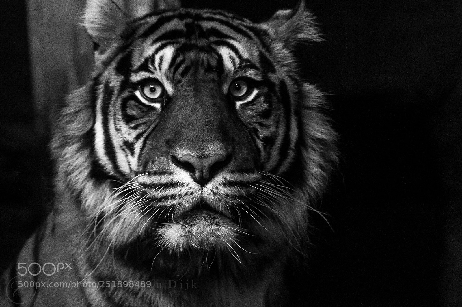 Nikon D300 sample photo. T i g e photography