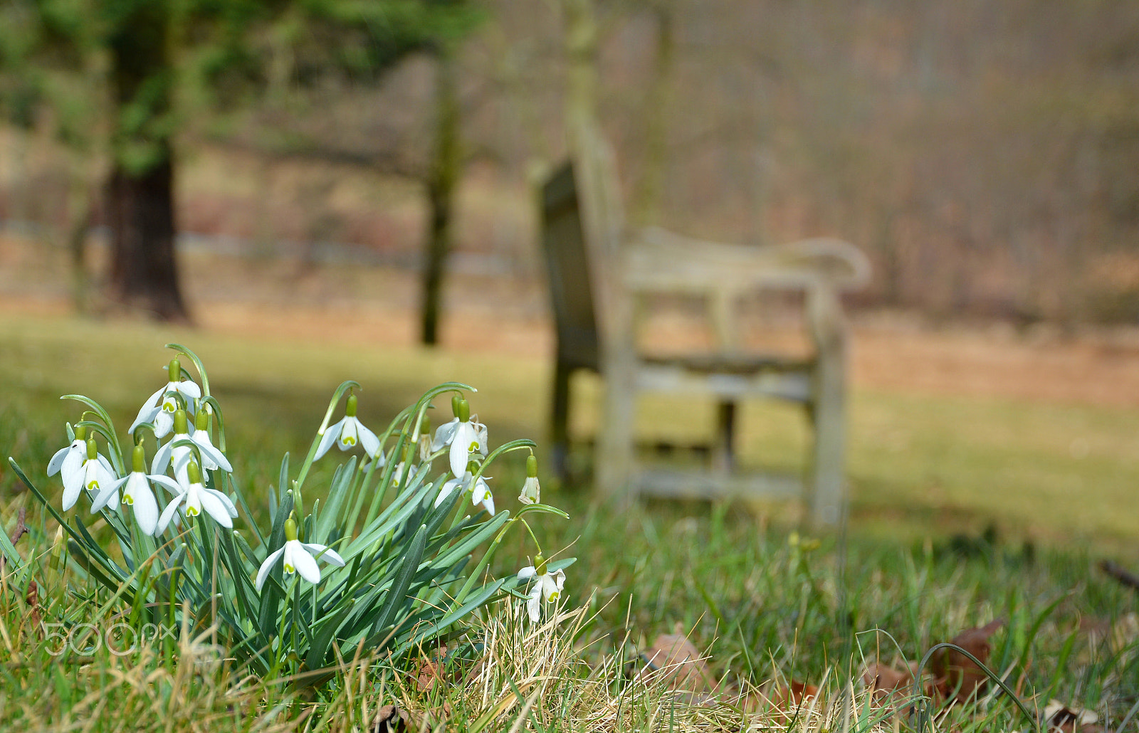 Nikon D7100 sample photo. Snowdrops in front a bench photography