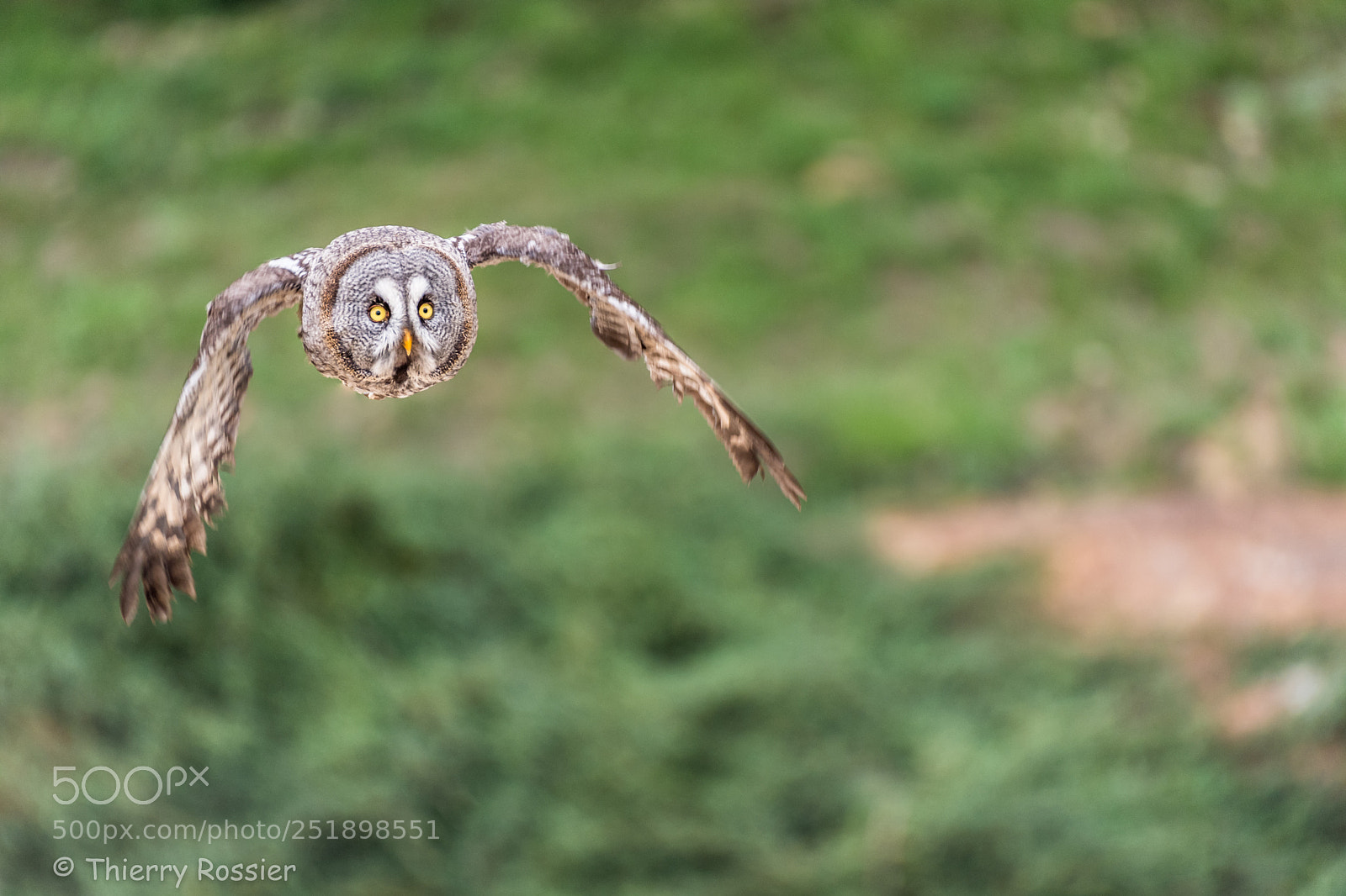 Nikon D5 sample photo. Great grey owl photography