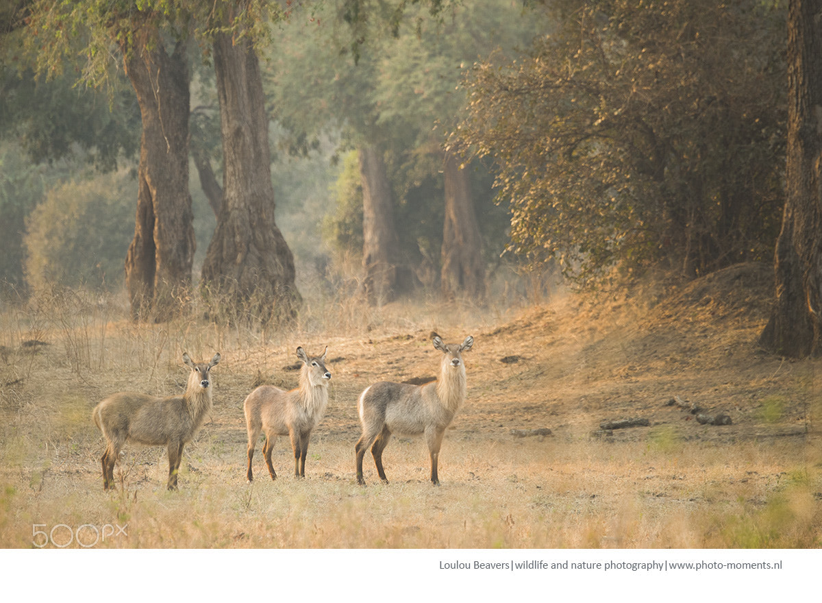 Nikon D810 sample photo. Waterbucks photography