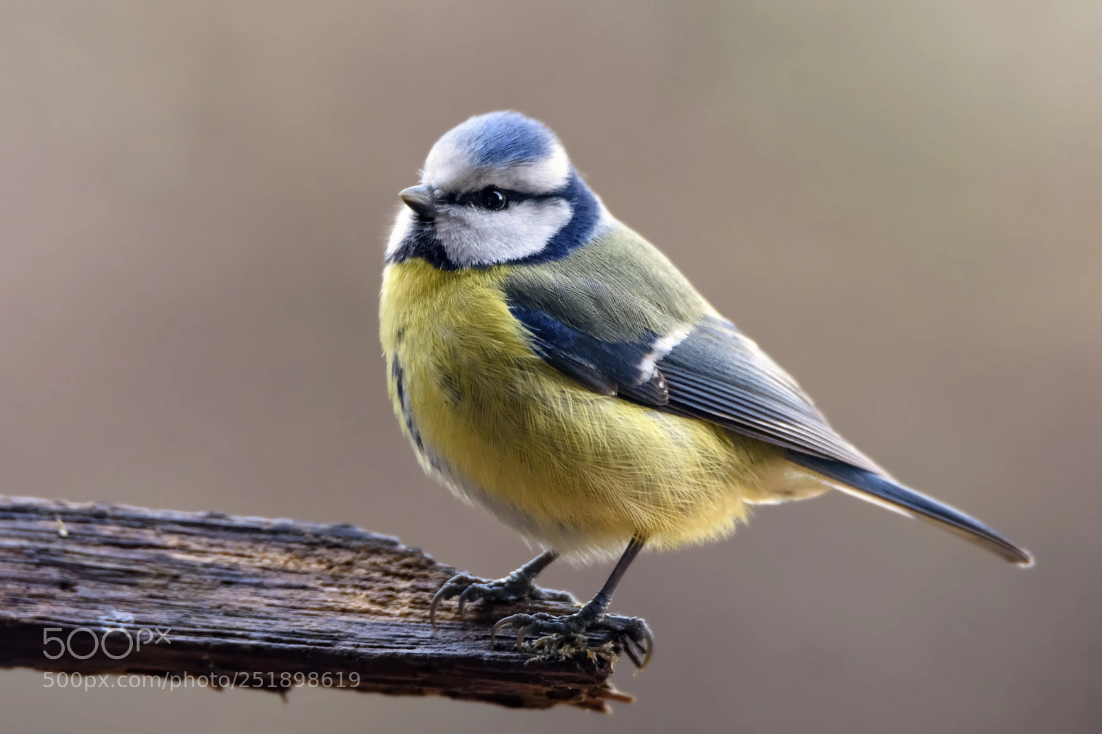 Nikon D7200 sample photo. Eurasian blue tit photography