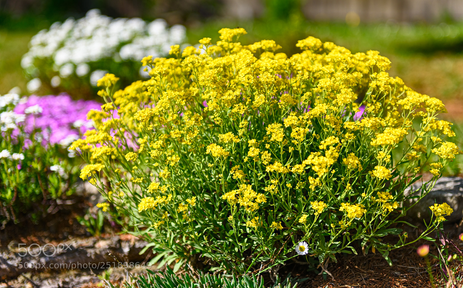 Nikon D810 sample photo. Spring colors photography